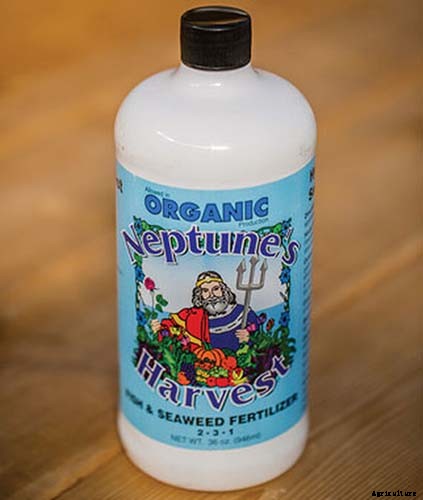 How to Grow Bay Laurel In Containers