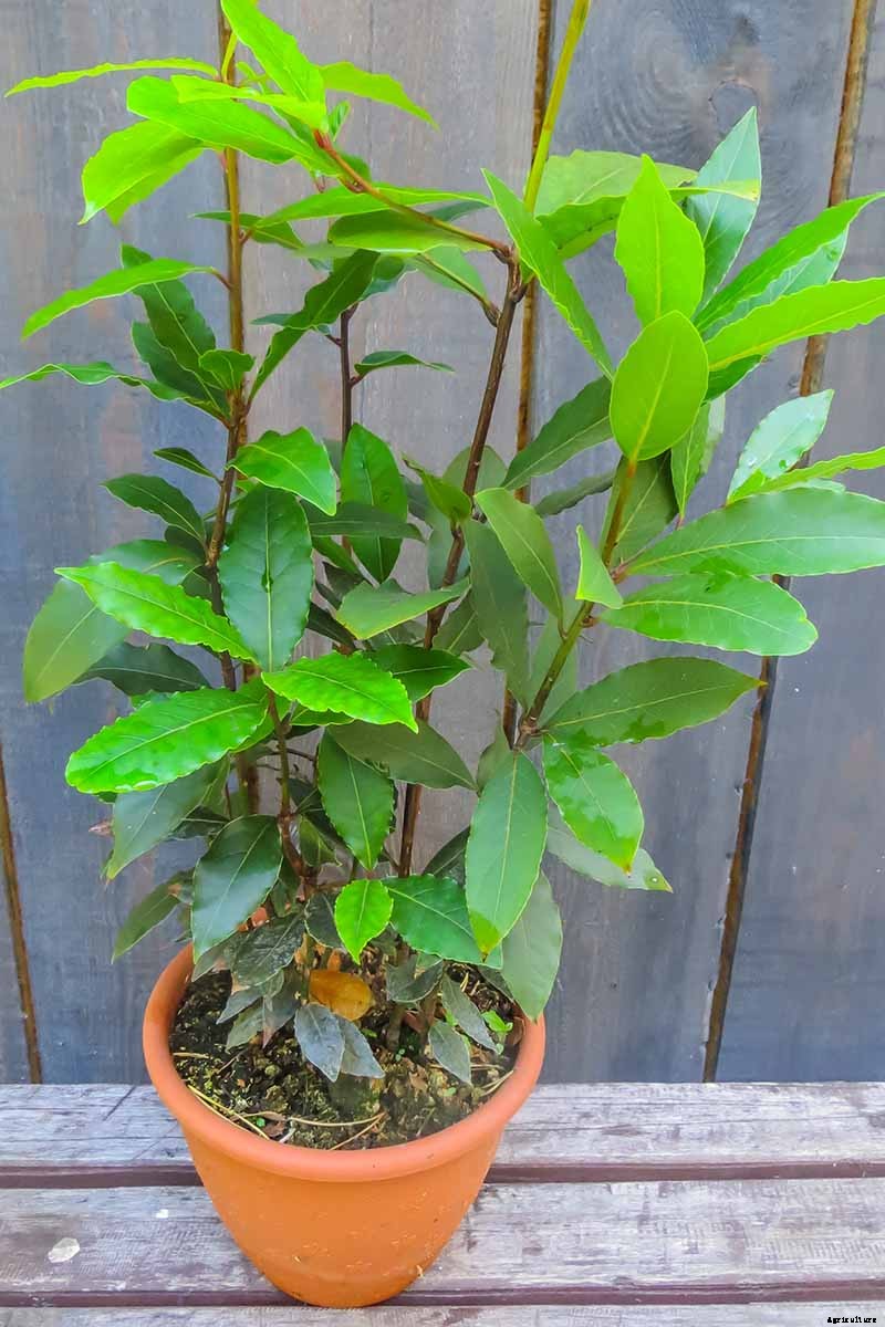 How to Grow Bay Laurel In Containers