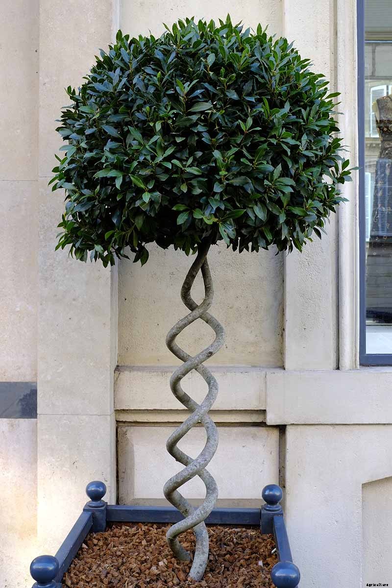 How to Grow Bay Laurel In Containers