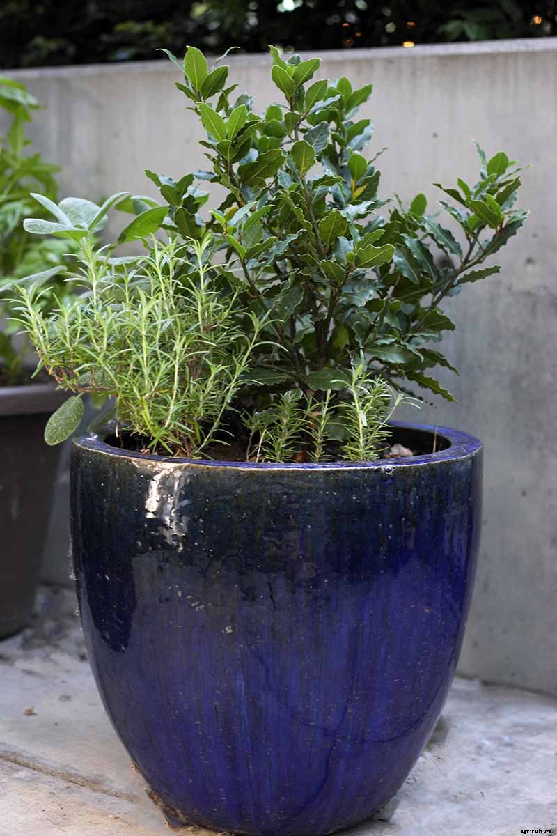 How to Grow Bay Laurel In Containers