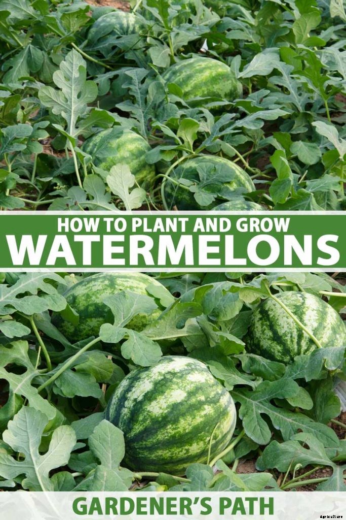 The Taste of Summer: How to Plant and Grow Watermelons