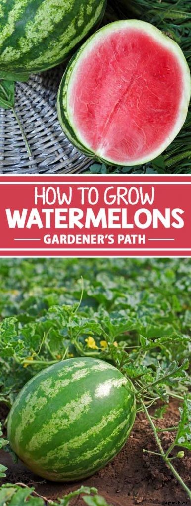 The Taste of Summer: How to Plant and Grow Watermelons