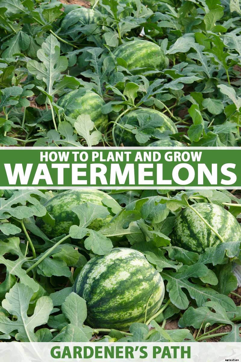 The Taste of Summer: How to Plant and Grow Watermelons