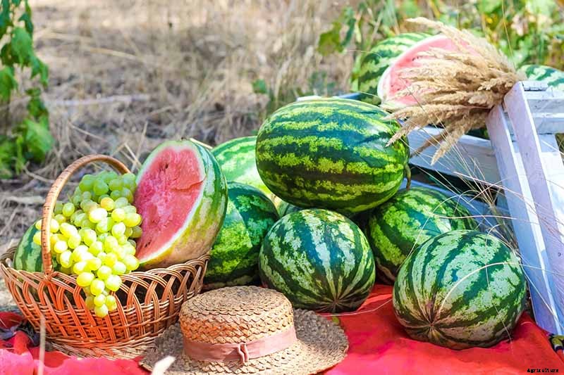 The Taste of Summer: How to Plant and Grow Watermelons