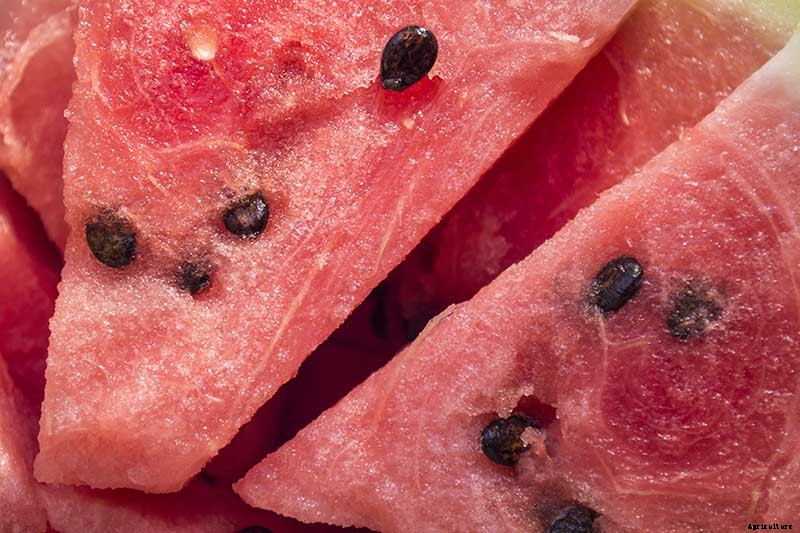The Taste of Summer: How to Plant and Grow Watermelons