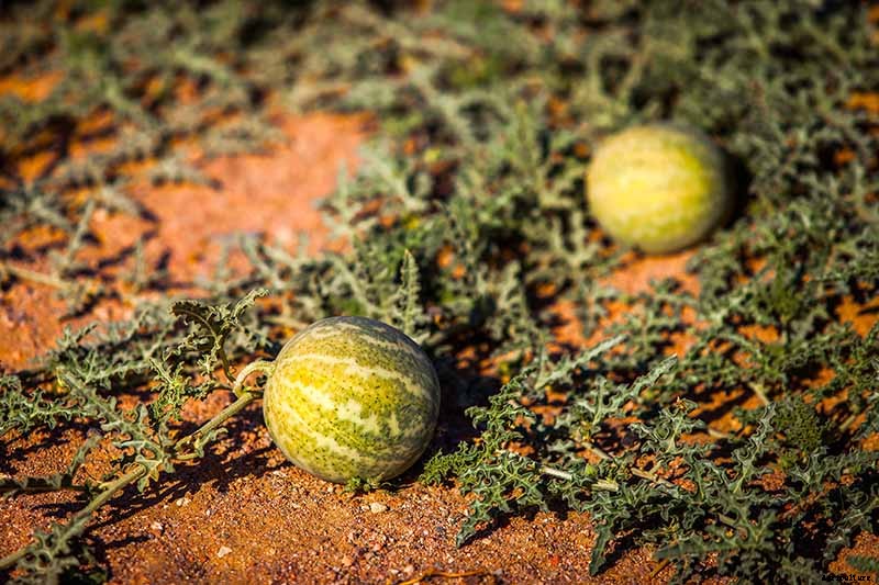 The Taste of Summer: How to Plant and Grow Watermelons