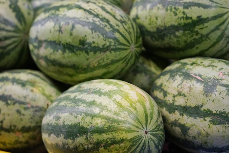 The Taste of Summer: How to Plant and Grow Watermelons