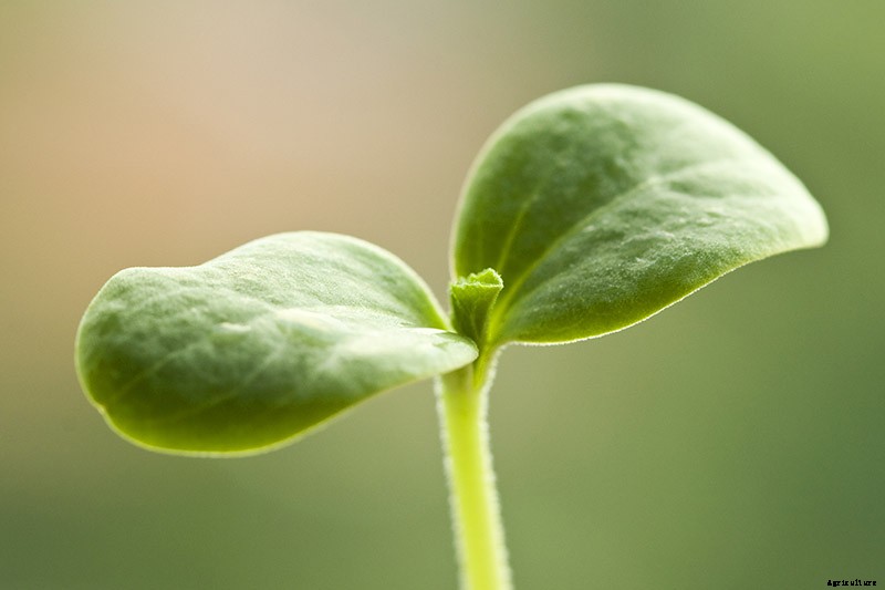 The Taste of Summer: How to Plant and Grow Watermelons