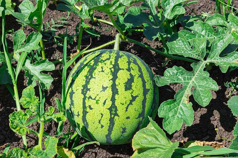 The Taste of Summer: How to Plant and Grow Watermelons