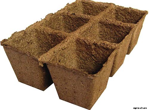 The Taste of Summer: How to Plant and Grow Watermelons