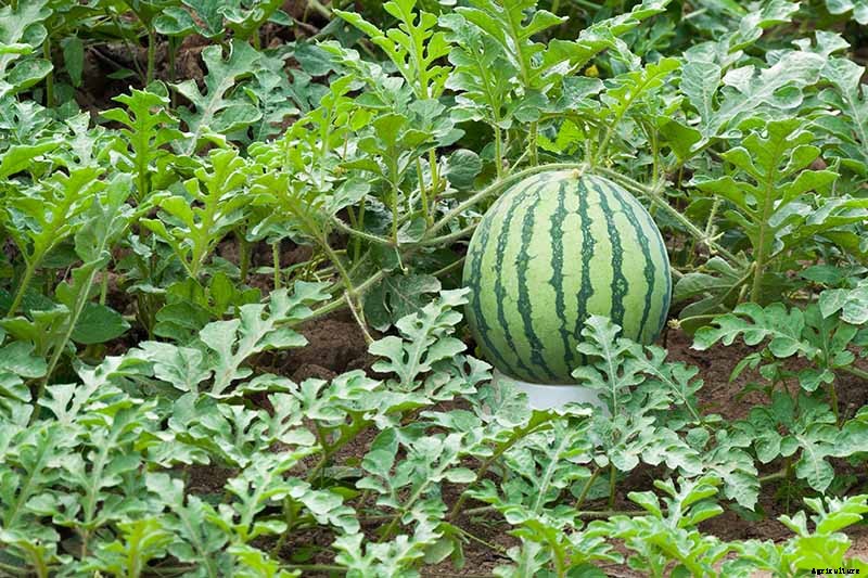 The Taste of Summer: How to Plant and Grow Watermelons