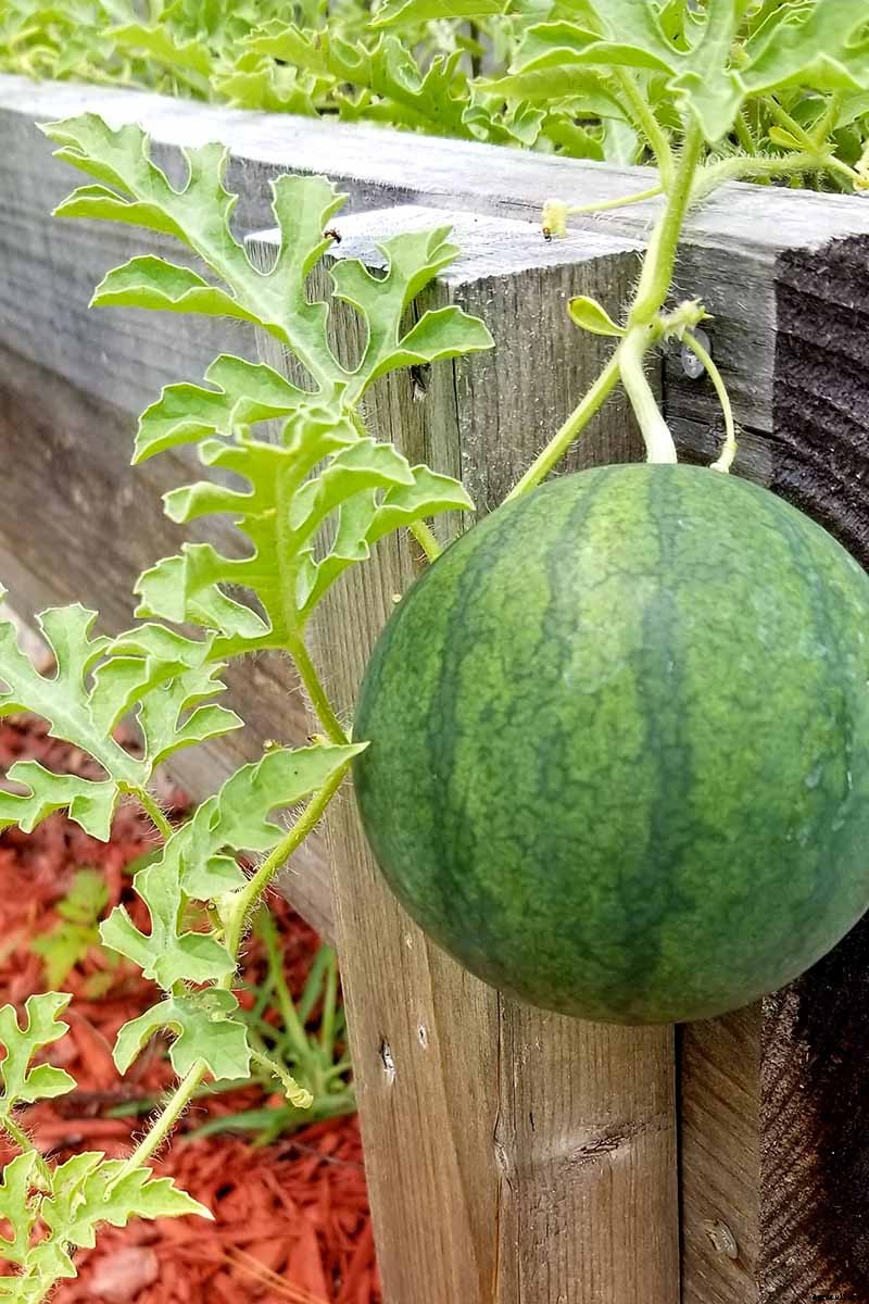 The Taste of Summer: How to Plant and Grow Watermelons