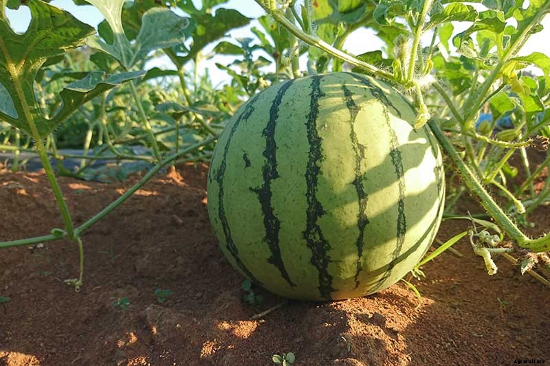 The Taste of Summer: How to Plant and Grow Watermelons