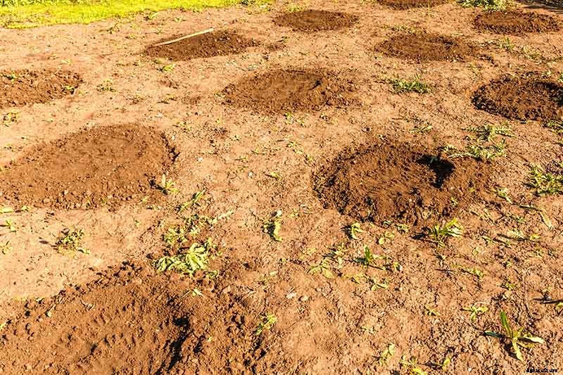 The Taste of Summer: How to Plant and Grow Watermelons