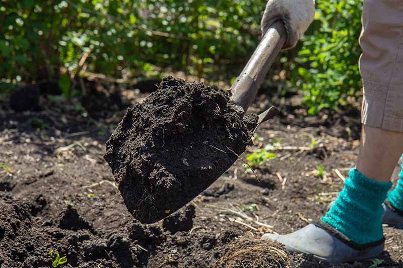 The Taste of Summer: How to Plant and Grow Watermelons