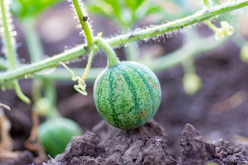 The Taste of Summer: How to Plant and Grow Watermelons