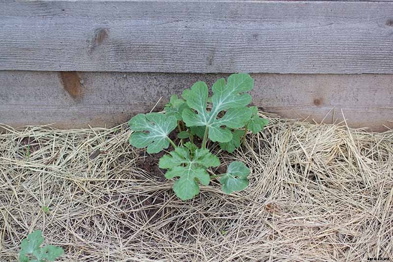 The Taste of Summer: How to Plant and Grow Watermelons
