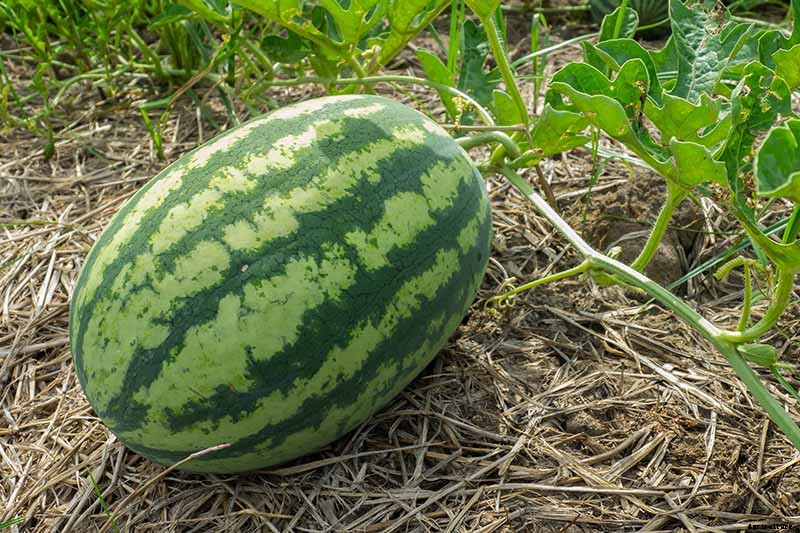 The Taste of Summer: How to Plant and Grow Watermelons