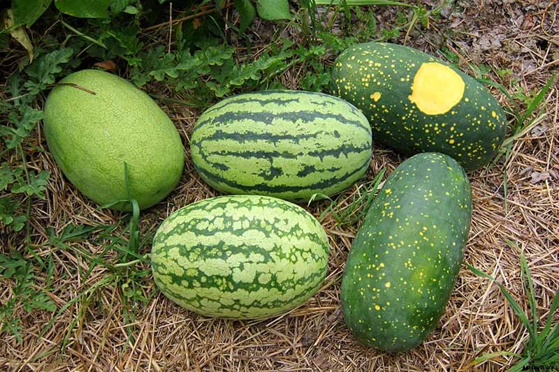The Taste of Summer: How to Plant and Grow Watermelons