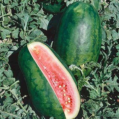 The Taste of Summer: How to Plant and Grow Watermelons