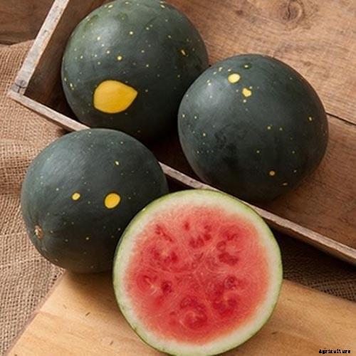 The Taste of Summer: How to Plant and Grow Watermelons