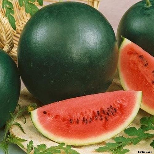 The Taste of Summer: How to Plant and Grow Watermelons