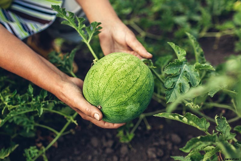 The Taste of Summer: How to Plant and Grow Watermelons