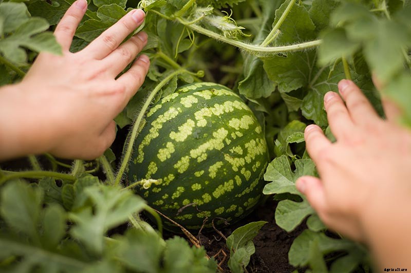 The Taste of Summer: How to Plant and Grow Watermelons