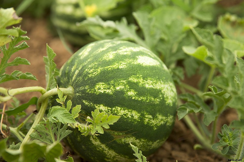The Taste of Summer: How to Plant and Grow Watermelons