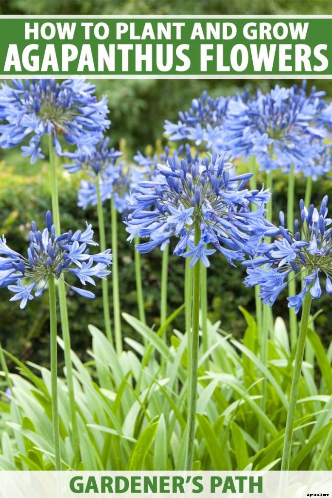 How to Grow and Care for Agapanthus