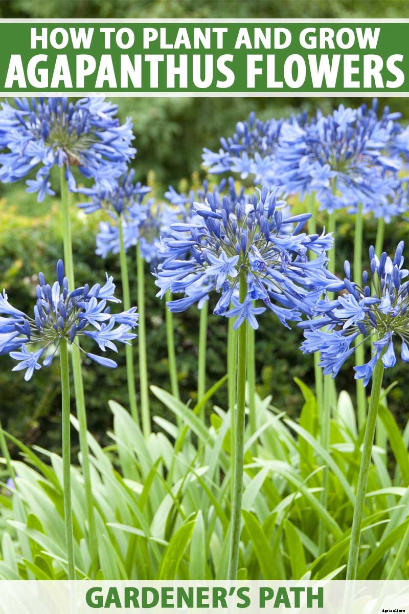 How to Grow and Care for Agapanthus