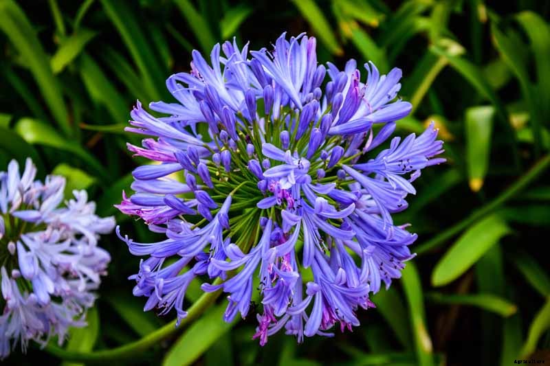 How to Grow and Care for Agapanthus