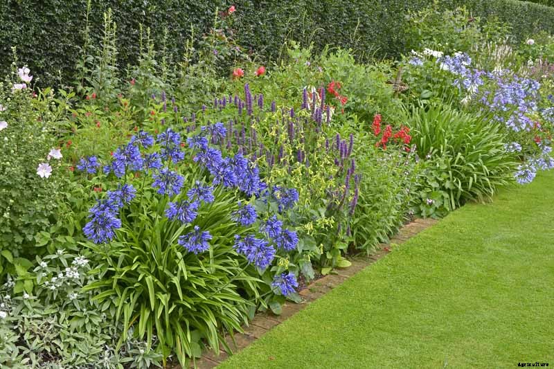 How to Grow and Care for Agapanthus