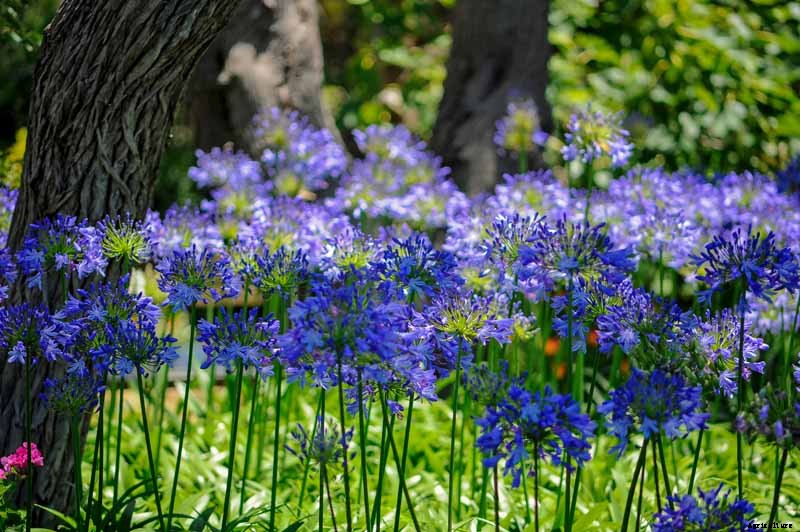 How to Grow and Care for Agapanthus