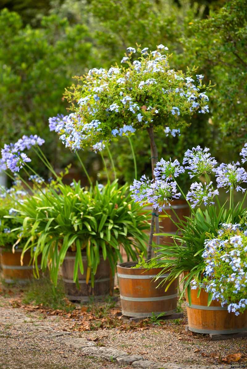 How to Grow and Care for Agapanthus