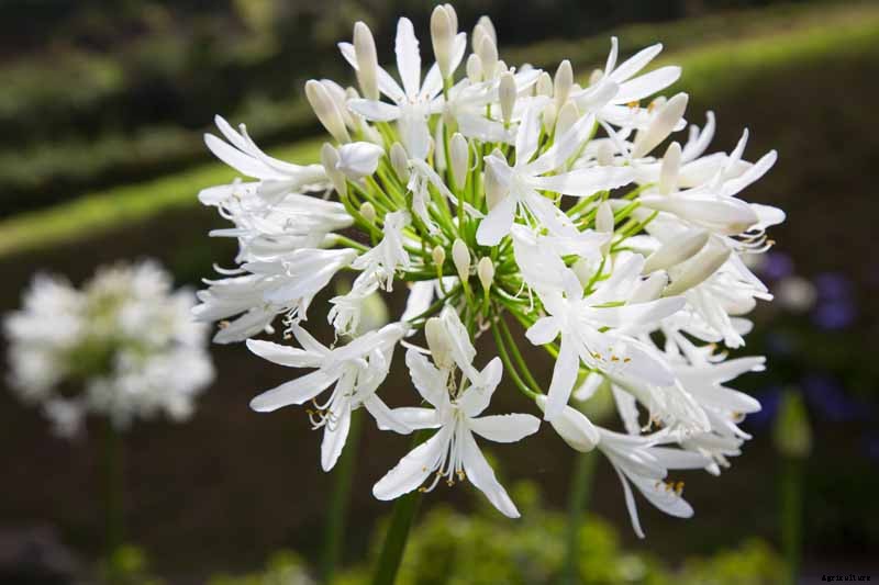 How to Grow and Care for Agapanthus
