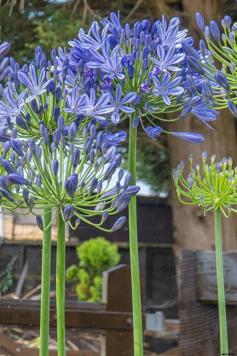 How to Grow and Care for Agapanthus