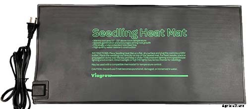 How to Grow and Care for Agapanthus