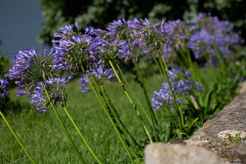 How to Grow and Care for Agapanthus