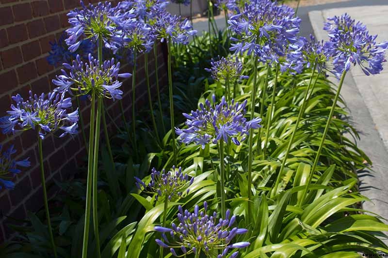 How to Grow and Care for Agapanthus
