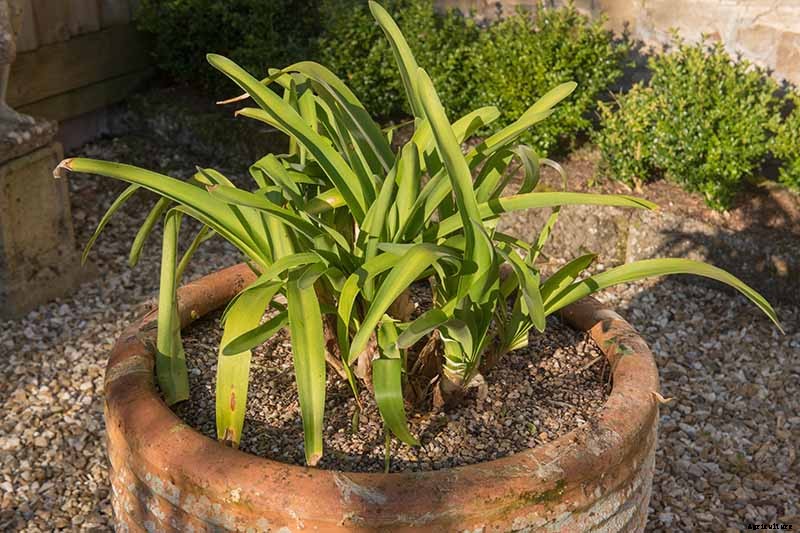 How to Grow and Care for Agapanthus