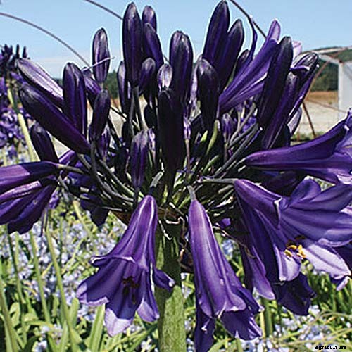 How to Grow and Care for Agapanthus