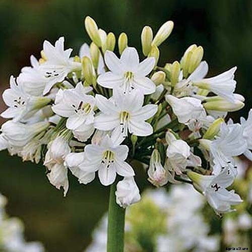 How to Grow and Care for Agapanthus
