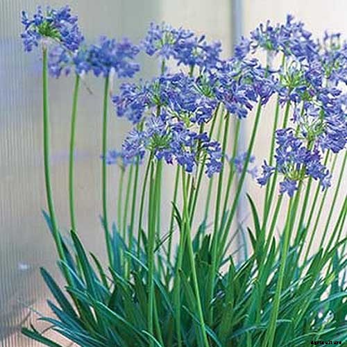 How to Grow and Care for Agapanthus