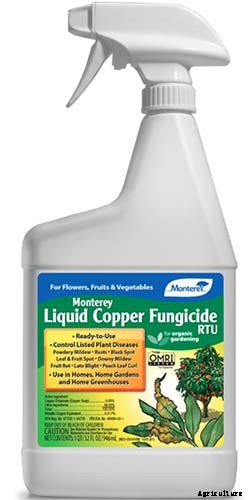 How to Grow and Care for Agapanthus