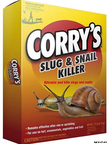 How to Grow and Care for Agapanthus