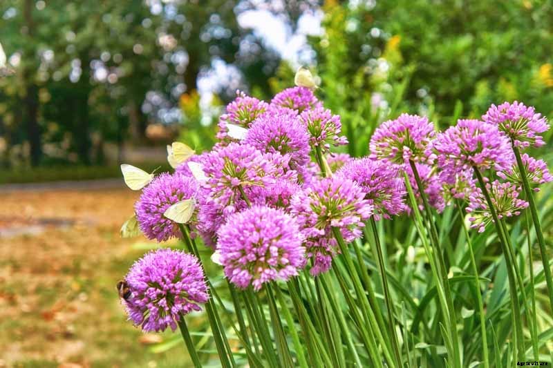 How to Grow and Care for Agapanthus