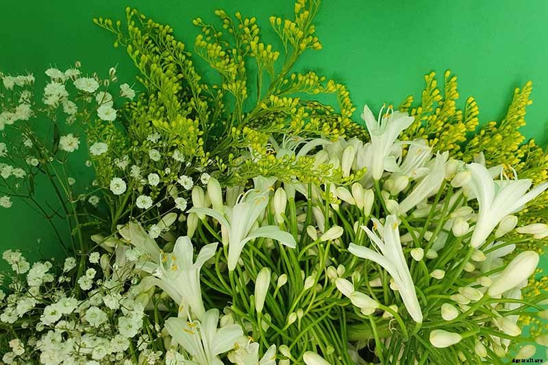 How to Grow and Care for Agapanthus