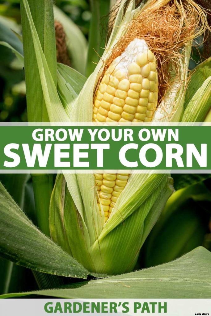 Master Growing Delicious Sweet Corn in Your Backyard