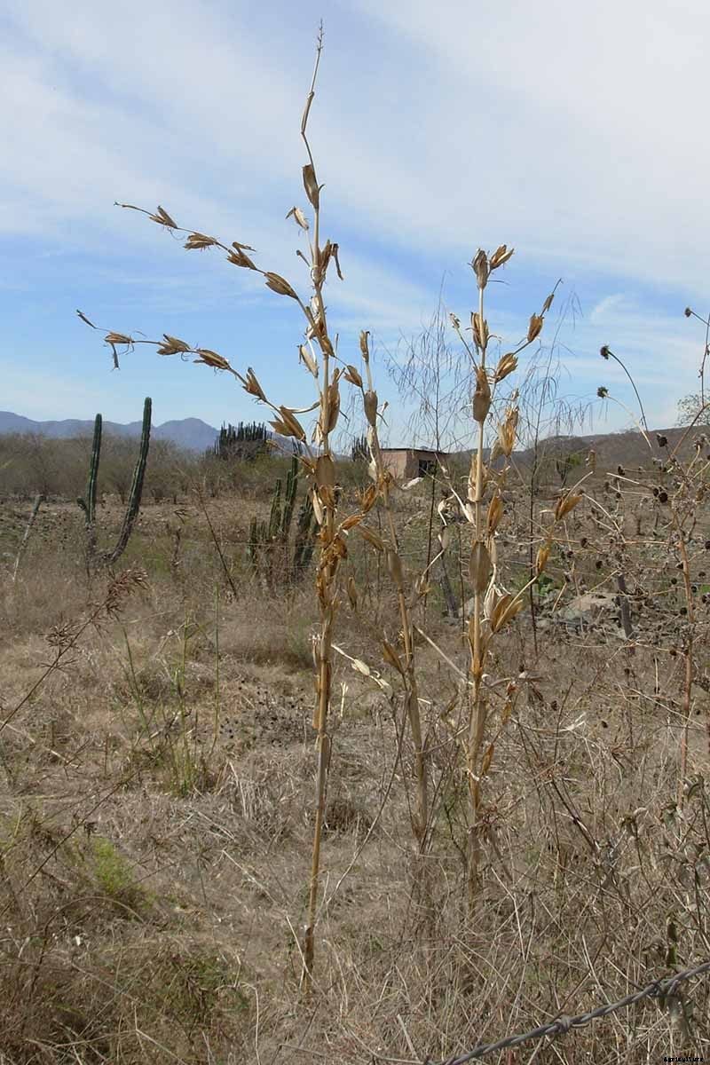 Master Growing Delicious Sweet Corn in Your Backyard